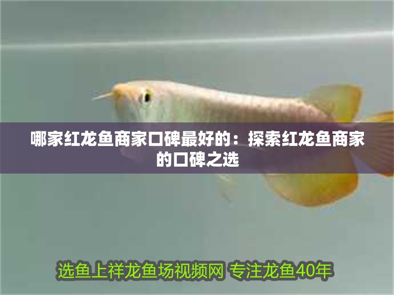 哪家紅龍魚商家口碑最好的：探索紅龍魚商家的口碑之選