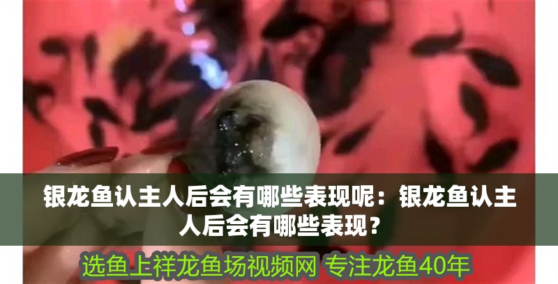 銀龍魚認主人后會有哪些表現呢：銀龍魚認主人后會有哪些表現？
