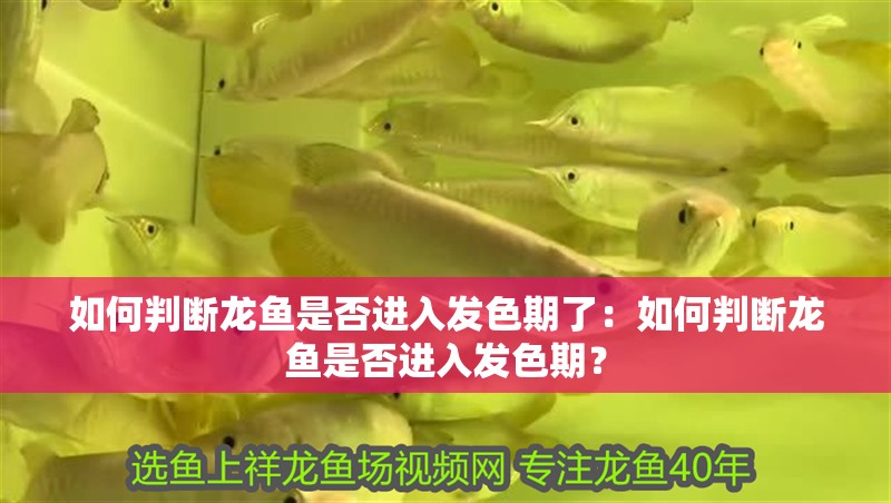 如何判斷龍魚是否進入發色期了：如何判斷龍魚是否進入發色期？