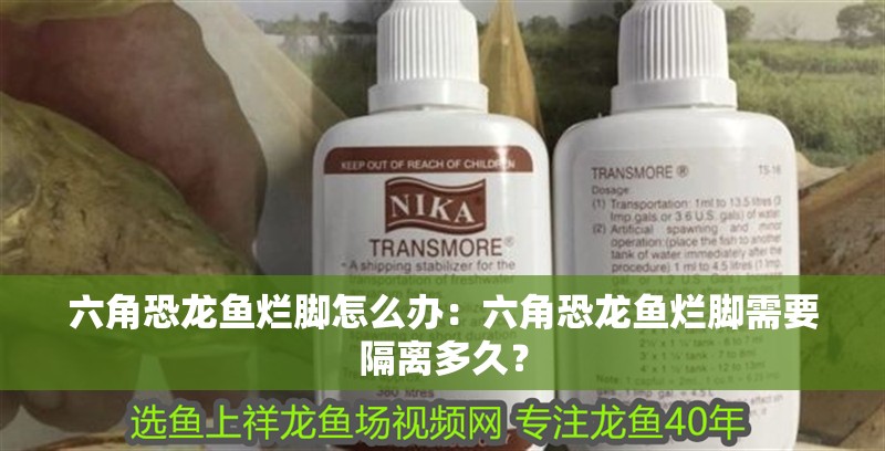 六角恐龍魚爛腳怎么辦：六角恐龍魚爛腳需要隔離多久？