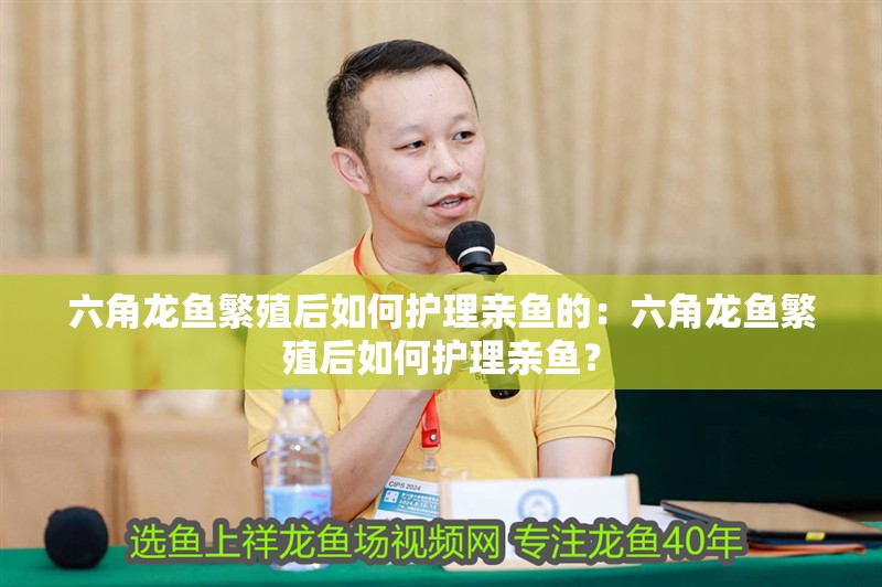 六角龍魚繁殖后如何護理親魚的：六角龍魚繁殖后如何護理親魚？