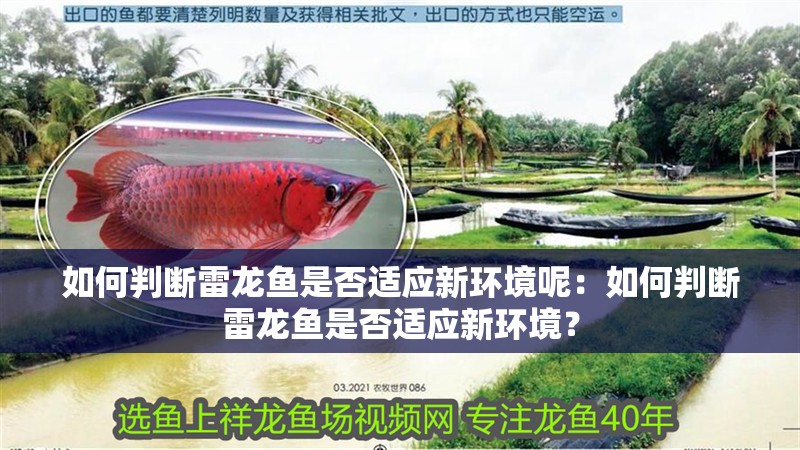 如何判斷雷龍魚是否適應(yīng)新環(huán)境呢：如何判斷雷龍魚是否適應(yīng)新環(huán)境？