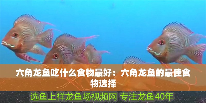 六角龍魚吃什么食物最好：六角龍魚的最佳食物選擇