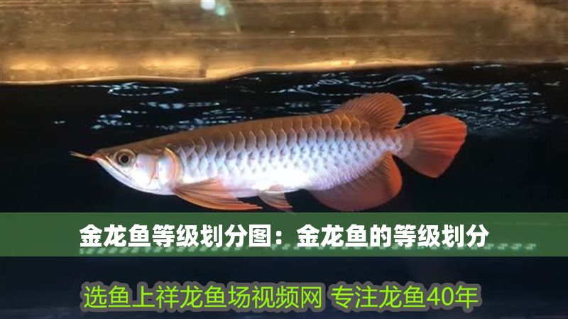 金龍魚等級(jí)劃分圖：金龍魚的等級(jí)劃分