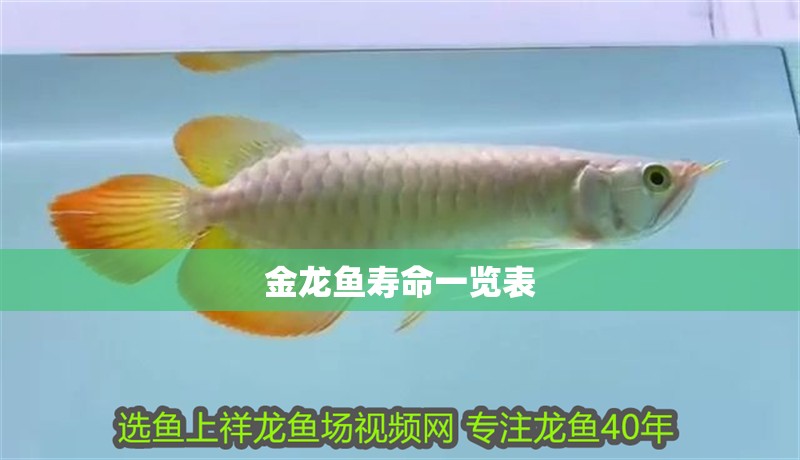 金龍魚壽命一覽表 金龍魚壽命一覽表 龍魚百科