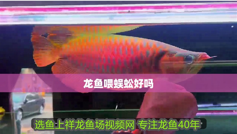 龍魚喂蜈蚣好嗎