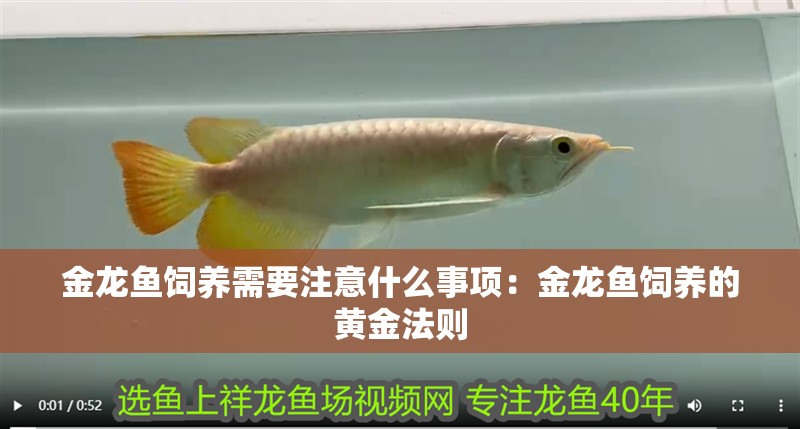 金龍魚飼養需要注意什么事項：金龍魚飼養的黃金法則