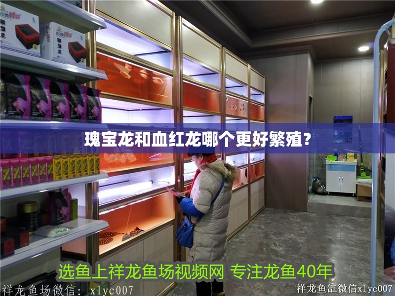 瑰寶龍和血紅龍哪個(gè)更好繁殖？