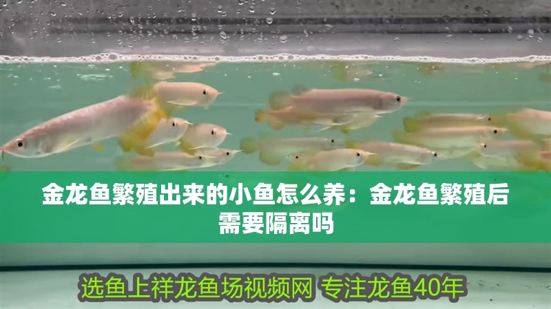 金龍魚繁殖出來的小魚怎么養：金龍魚繁殖后需要隔離嗎