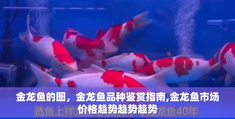 金龍魚的圖，金龍魚品種鑒賞指南,金龍魚市場價格趨勢趨勢趨勢