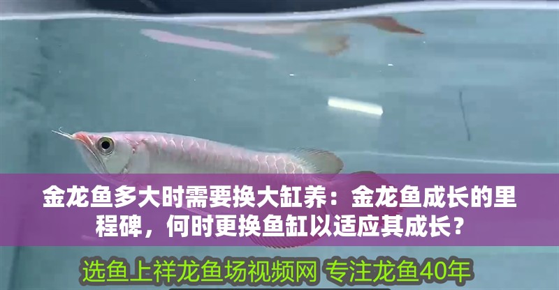 金龍魚多大時需要換大缸養：金龍魚成長的里程碑，何時更換魚缸以適應其成長？