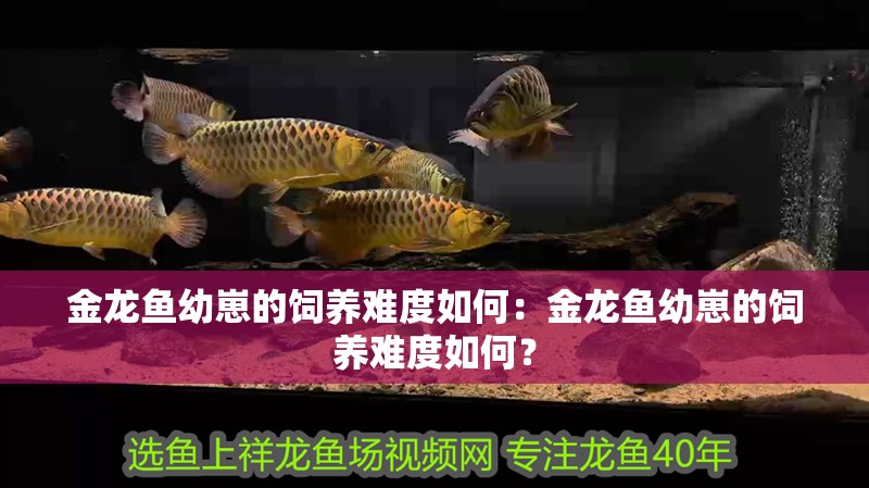 魚缸過濾器選購(gòu)指南:自制魚缸過濾器魚缸上置過濾器對(duì)于養(yǎng)魚愛好者的必備知識(shí) 金龍魚幼崽的飼養(yǎng)難度如何:金龍魚幼崽的飼養(yǎng)難度如何? 水族問答 金龍魚幼崽的飼養(yǎng)難度如何:金龍魚幼崽的飼養(yǎng)難度如何? 金龍魚幼崽的飼養(yǎng)難度如何:金龍魚幼崽的飼養(yǎng)難度如何? 水族問答