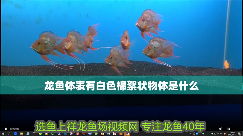龍魚體表有白色棉絮狀物體是什么