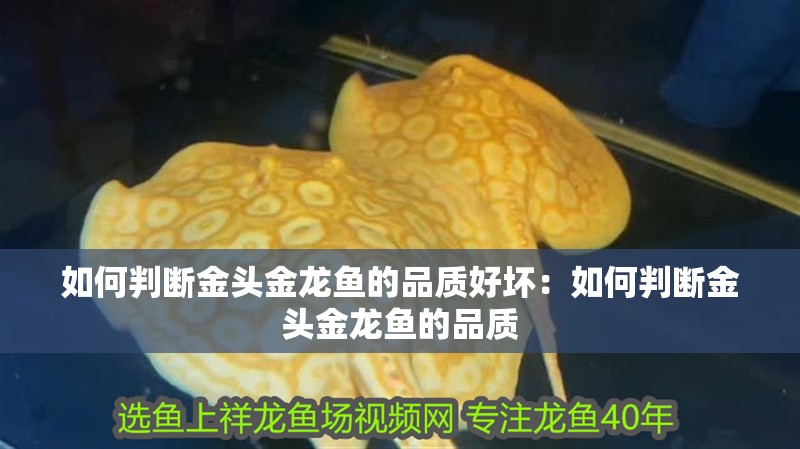 如何判斷金頭金龍魚的品質(zhì)好壞：如何判斷金頭金龍魚的品質(zhì)