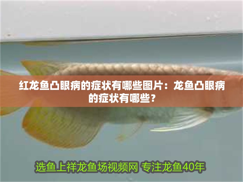 紅龍魚凸眼病的癥狀有哪些圖片：龍魚凸眼病的癥狀有哪些？