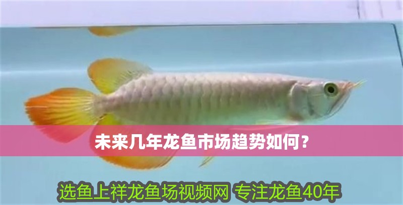 未來幾年龍魚市場趨勢如何？
