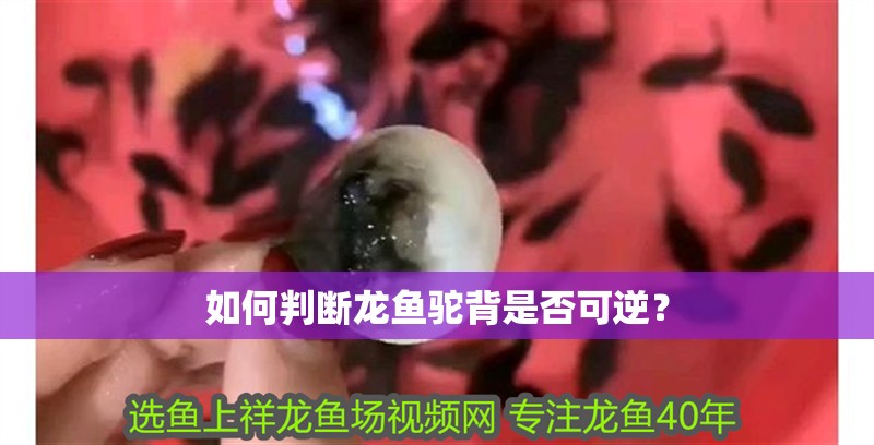 如何判斷龍魚駝背是否可逆？ 如何判斷龍魚駝背是否可逆？ 龍魚百科