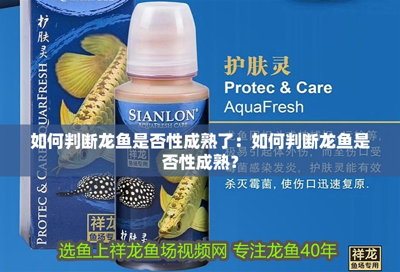 如何判斷龍魚是否性成熟了：如何判斷龍魚是否性成熟？