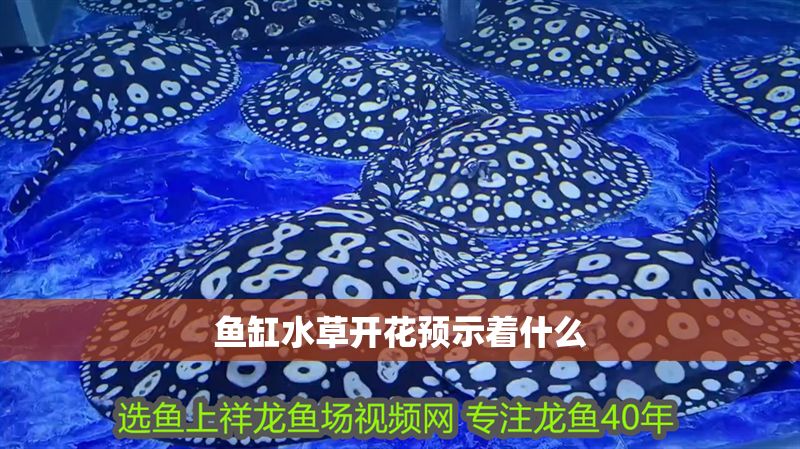 魚缸水草開花預示著什么 魚缸水草開花預示著什么 龍魚百科 第2張