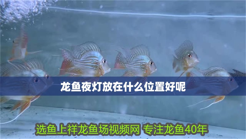 龍魚夜燈放在什么位置好呢