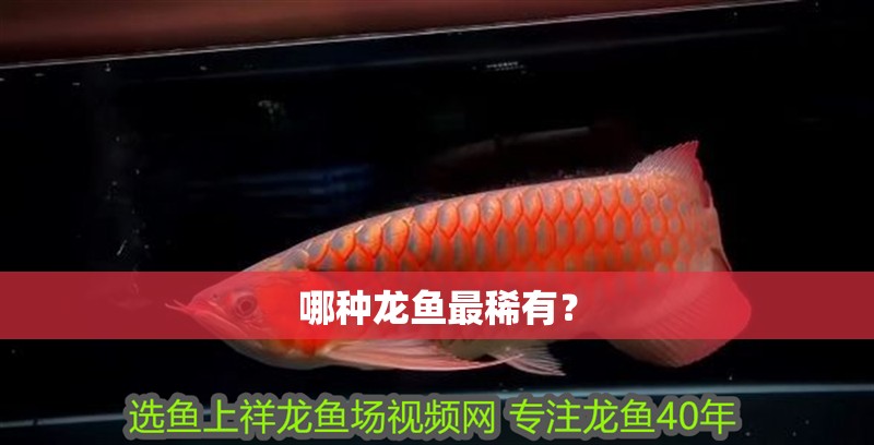 哪種龍魚最稀有？ 哪種龍魚最稀有？ 龍魚百科