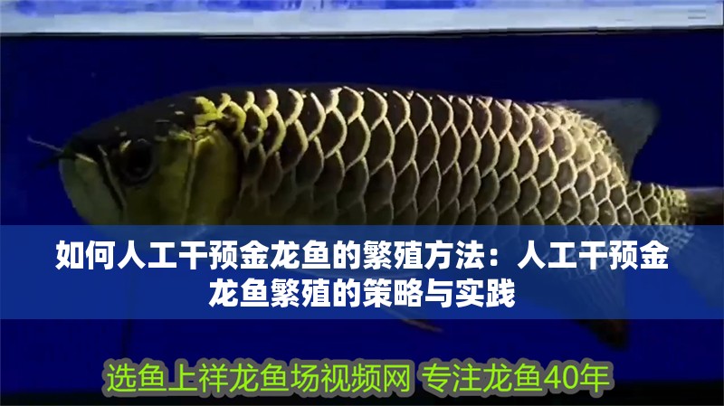 如何人工干預金龍魚的繁殖方法：人工干預金龍魚繁殖的策略與實踐