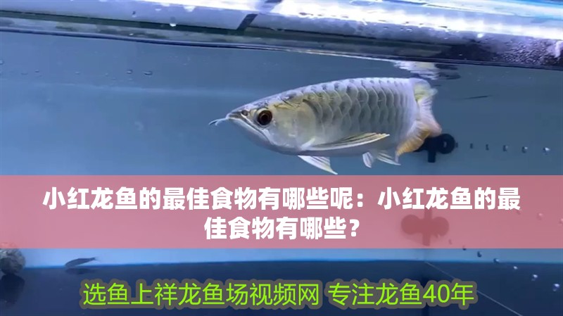 小紅龍魚的最佳食物有哪些呢：小紅龍魚的最佳食物有哪些？