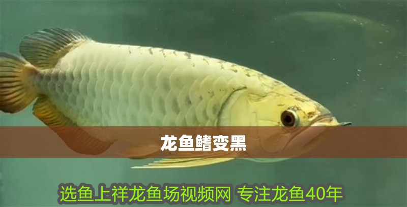 龍魚(yú)鰭變黑 龍魚(yú)鰭變黑 龍魚(yú)百科
