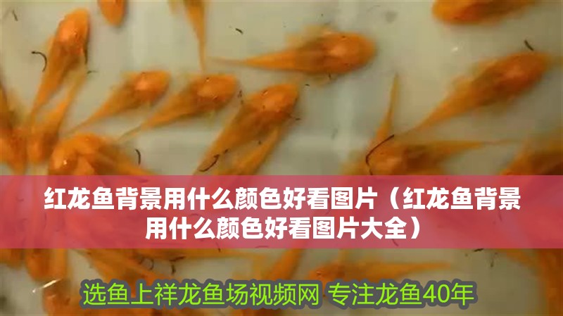 紅龍魚背景用什么顏色好看圖片（紅龍魚背景用什么顏色好看圖片大全） 紅龍魚背景用什么顏色好看圖片（紅龍魚背景用什么顏色好看圖片大全） 龍魚百科