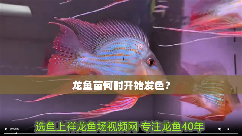 龍魚苗何時開始發色？