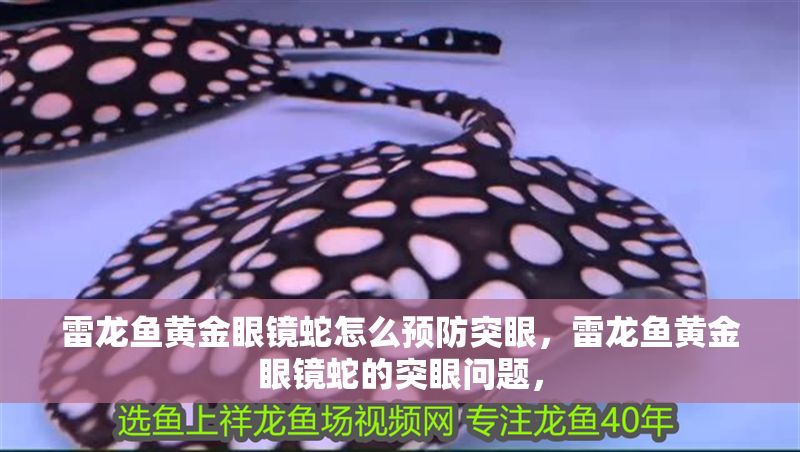 雷龍魚黃金眼鏡蛇怎么預防突眼，雷龍魚黃金眼鏡蛇的突眼問題，