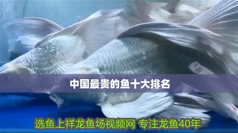 中國最貴的魚十大排名