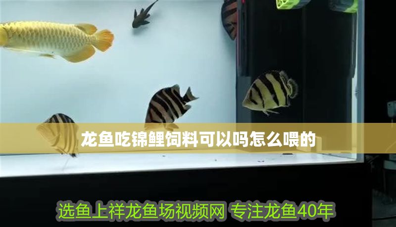 龍魚吃錦鯉飼料可以嗎怎么喂的
