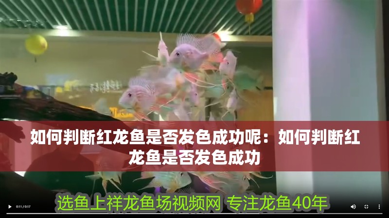 如何判斷紅龍魚是否發色成功呢：如何判斷紅龍魚是否發色成功