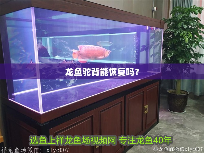 龍魚駝背能恢復嗎？