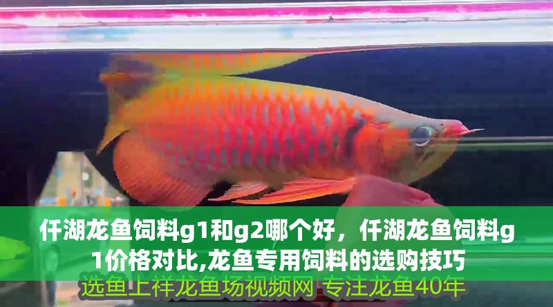 仟湖龍魚飼料g1和g2哪個好，仟湖龍魚飼料g1價格對比,龍魚專用飼料的選購技巧