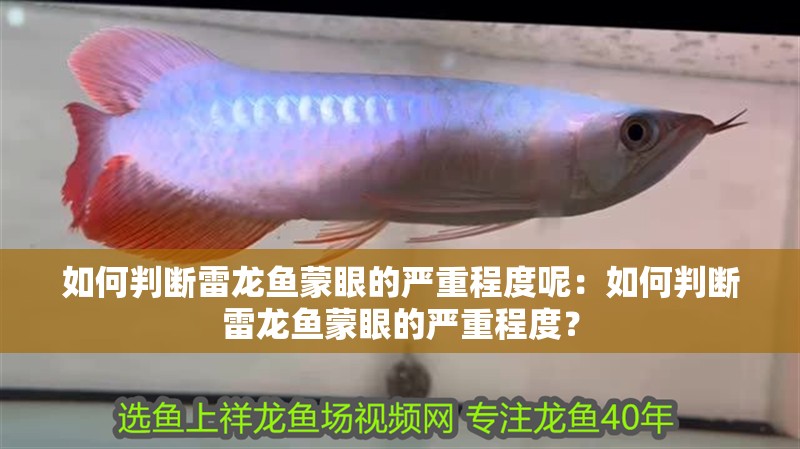 如何判斷雷龍魚蒙眼的嚴重程度呢：如何判斷雷龍魚蒙眼的嚴重程度？