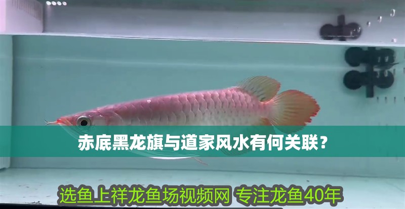 赤底黑龍旗與道家風水有何關聯？