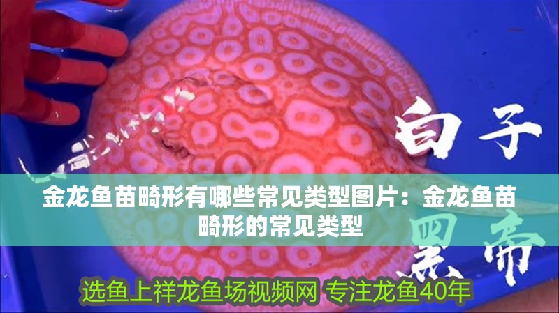 金龍魚(yú)苗畸形有哪些常見(jiàn)類(lèi)型圖片：金龍魚(yú)苗畸形的常見(jiàn)類(lèi)型