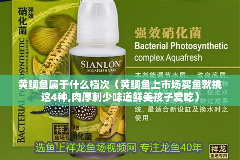 黃鯛魚屬于什么檔次（黃鯛魚上市場買魚就挑這4種,肉厚刺少味道鮮美孩子愛吃）