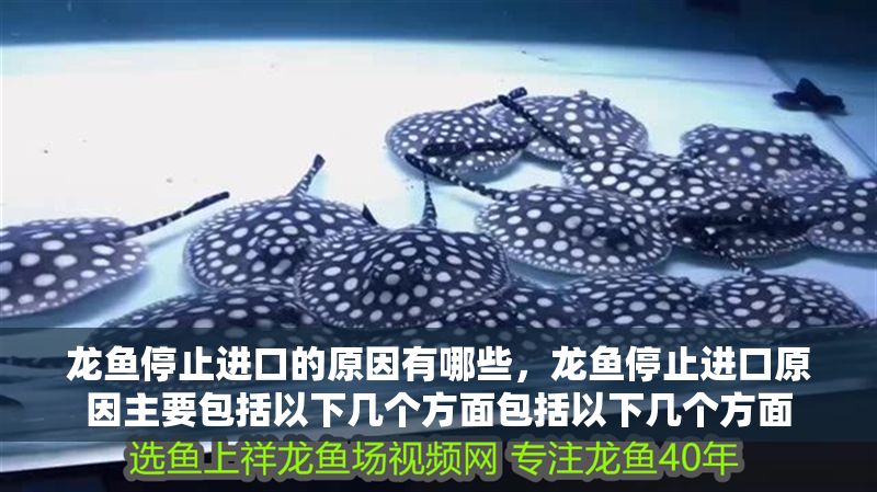龍魚停止進(jìn)口的原因有哪些，龍魚停止進(jìn)口原因主要包括以下幾個(gè)方面包括以下幾個(gè)方面 龍魚停止進(jìn)口的原因有哪些，龍魚停止進(jìn)口原因主要包括以下幾個(gè)方面包括以下幾個(gè)方面 龍魚百科 第2張