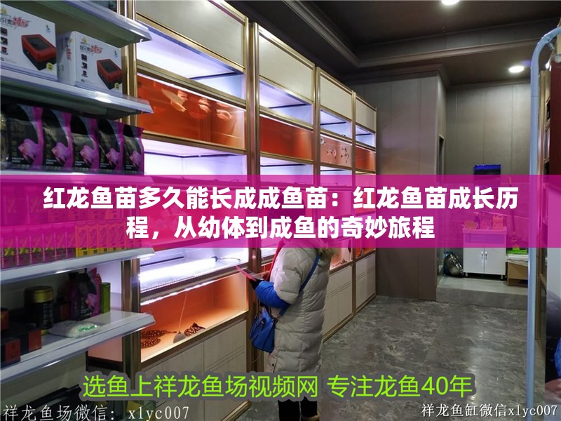 紅龍魚苗多久能長成成魚苗：紅龍魚苗成長歷程，從幼體到成魚的奇妙旅程