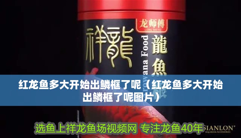 紅龍魚多大開始出鱗框了呢（紅龍魚多大開始出鱗框了呢圖片） 紅龍魚多大開始出鱗框了呢（紅龍魚多大開始出鱗框了呢圖片） 龍魚百科