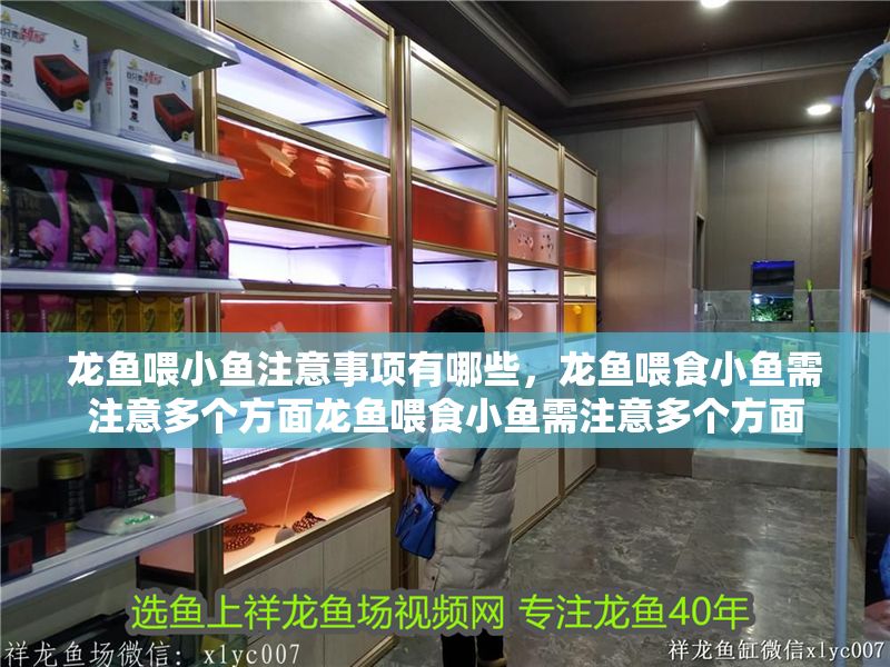 龍魚喂小魚注意事項有哪些，龍魚喂食小魚需注意多個方面龍魚喂食小魚需注意多個方面