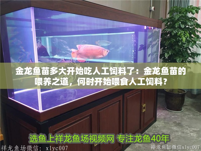 金龍魚苗多大開始吃人工飼料了：金龍魚苗的喂養之道，何時開始喂食人工飼料？