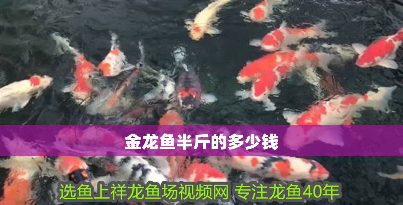 金龍魚半斤的多少錢