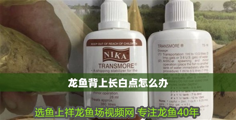 龍魚背上長白點怎么辦