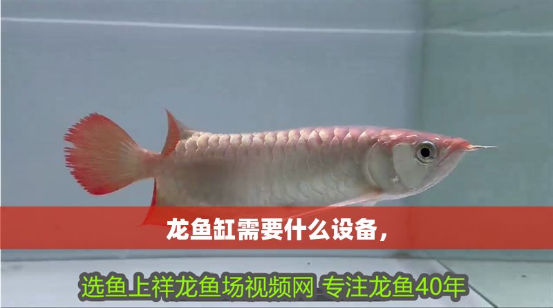 龍魚缸需要什么設備，