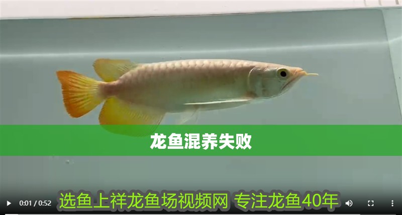 龍魚混養(yǎng)失敗