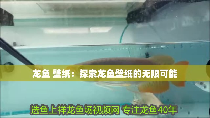 龍魚 壁紙：探索龍魚壁紙的無限可能